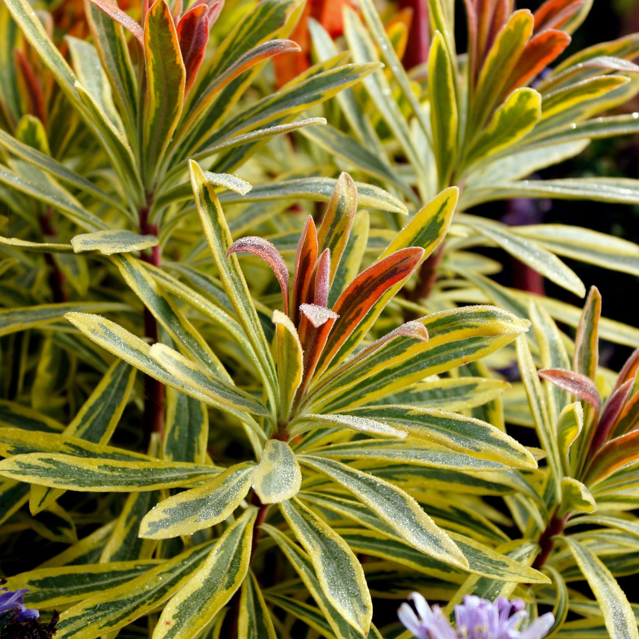 Euphorbia x martinii 'Ascot Rainbow' 9cm/1.5/2L