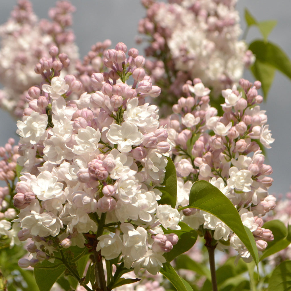 Syringa vulgaris 'Beauty of Moscow' - Krasavitsa Moskvy (Lilac) 3L