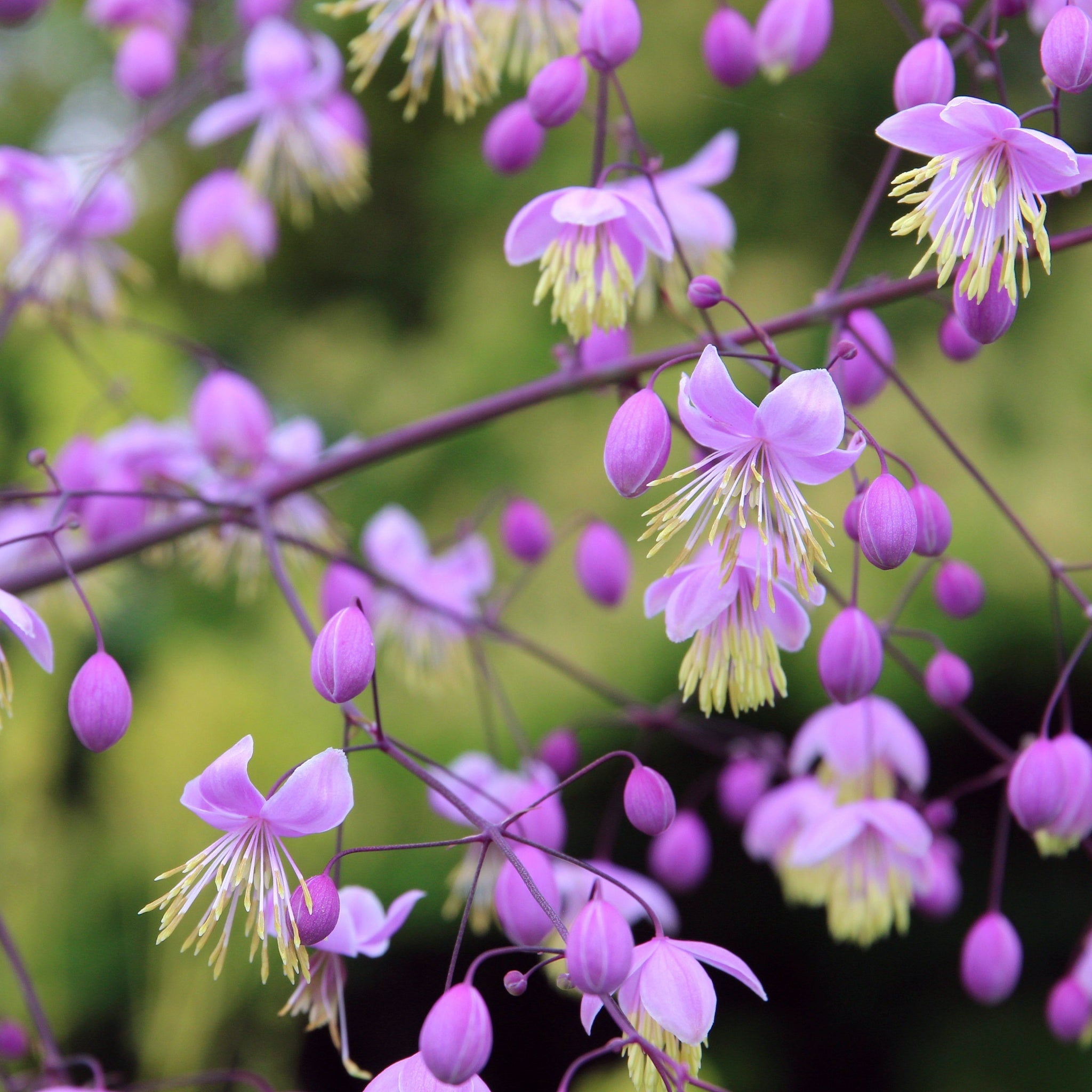Thalictrum delavayi 9cm