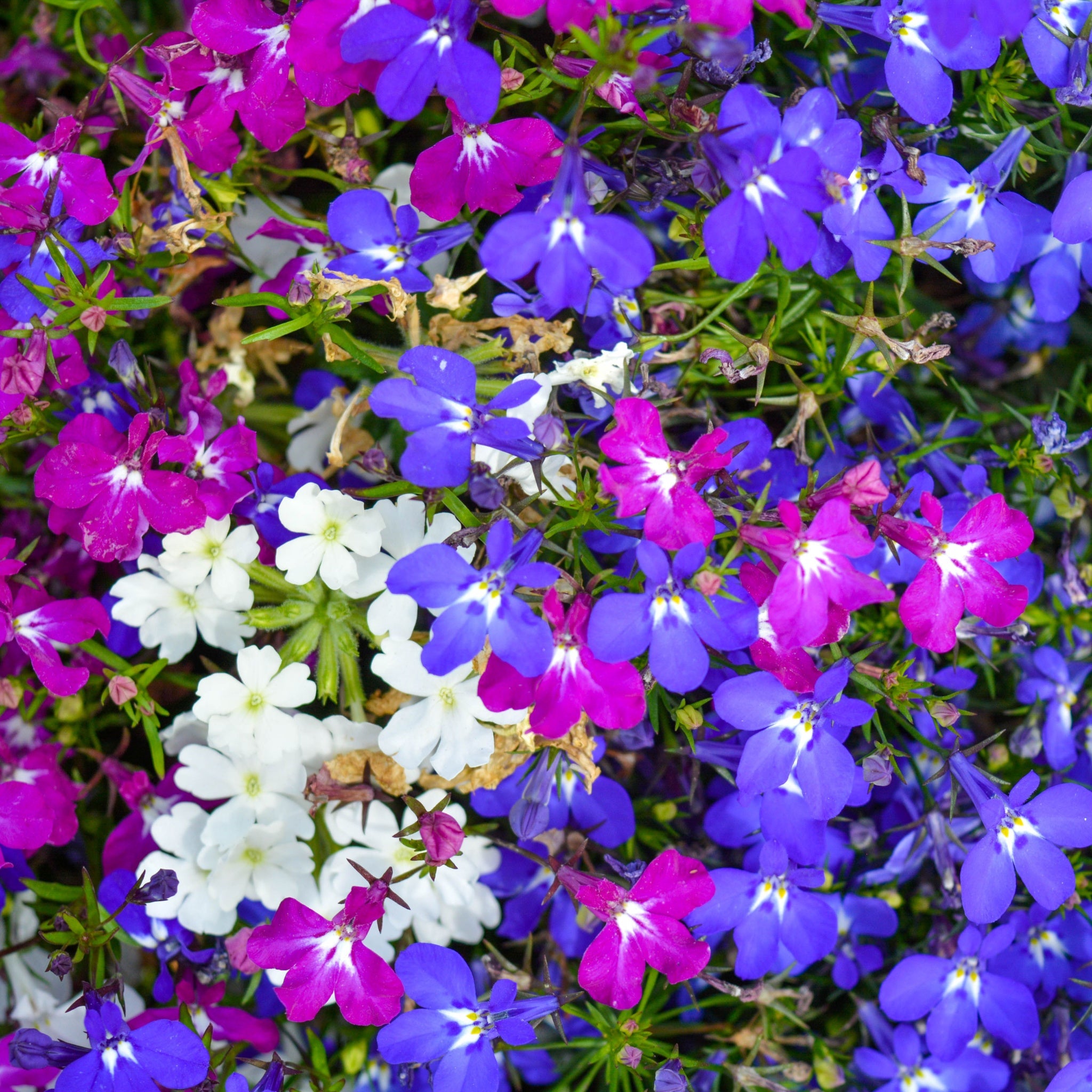 Bush Lobelia Mixed (Tray of 18)