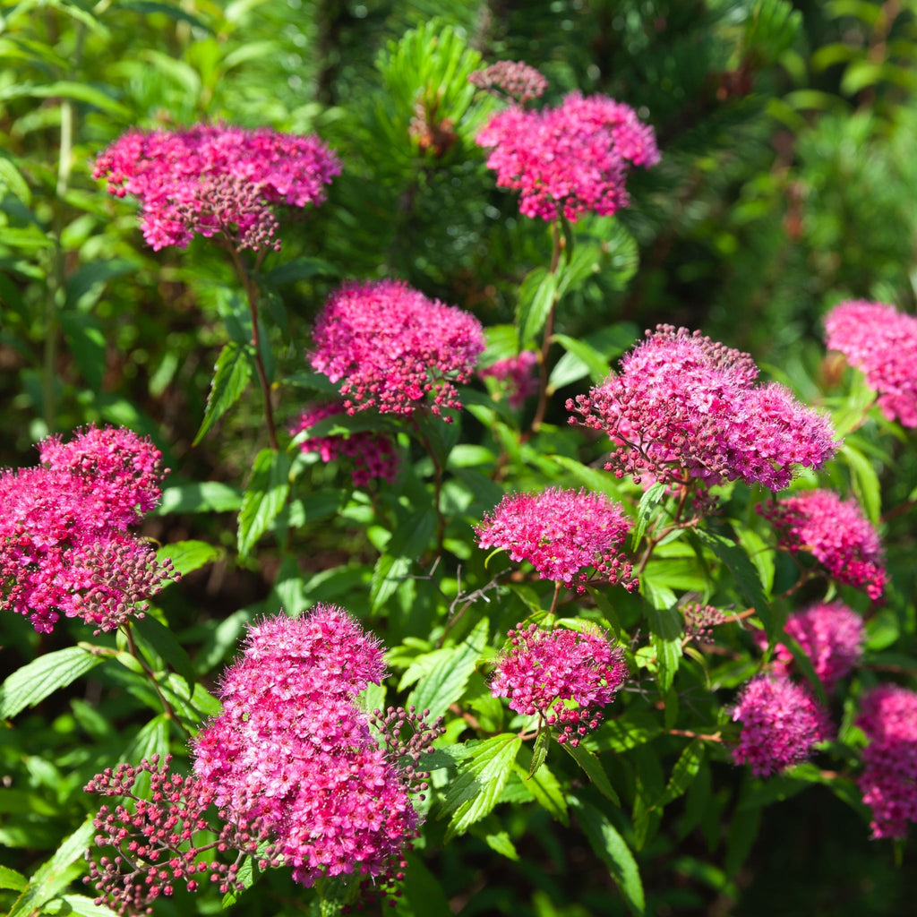Spiraea Double Play 'Artist' 3L