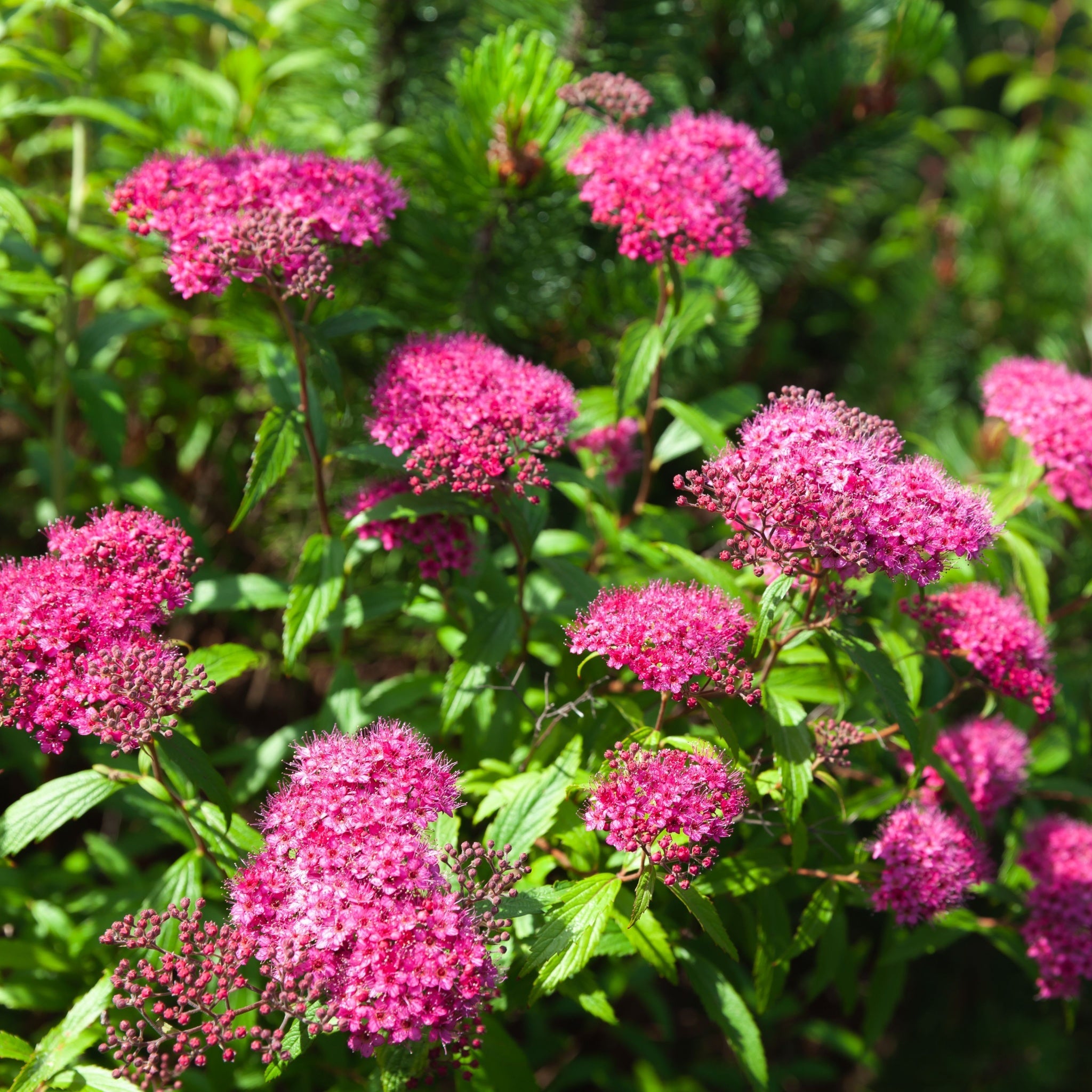 Spiraea Double Play 'Artist' 3L