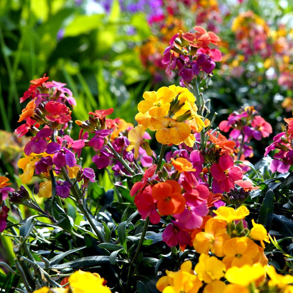 Erysimum 'Erysistible Sunset' 9cm