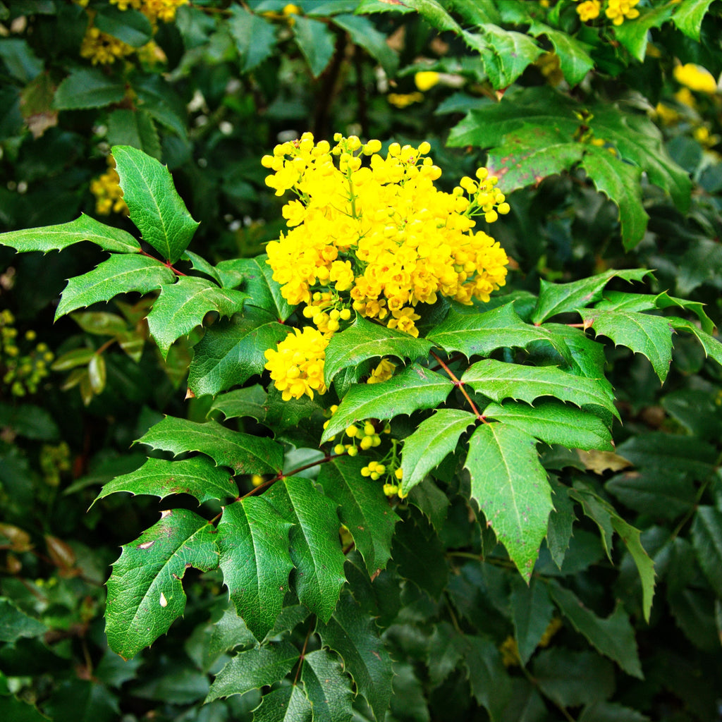 Mahonia 'Sweet Charity' 5L