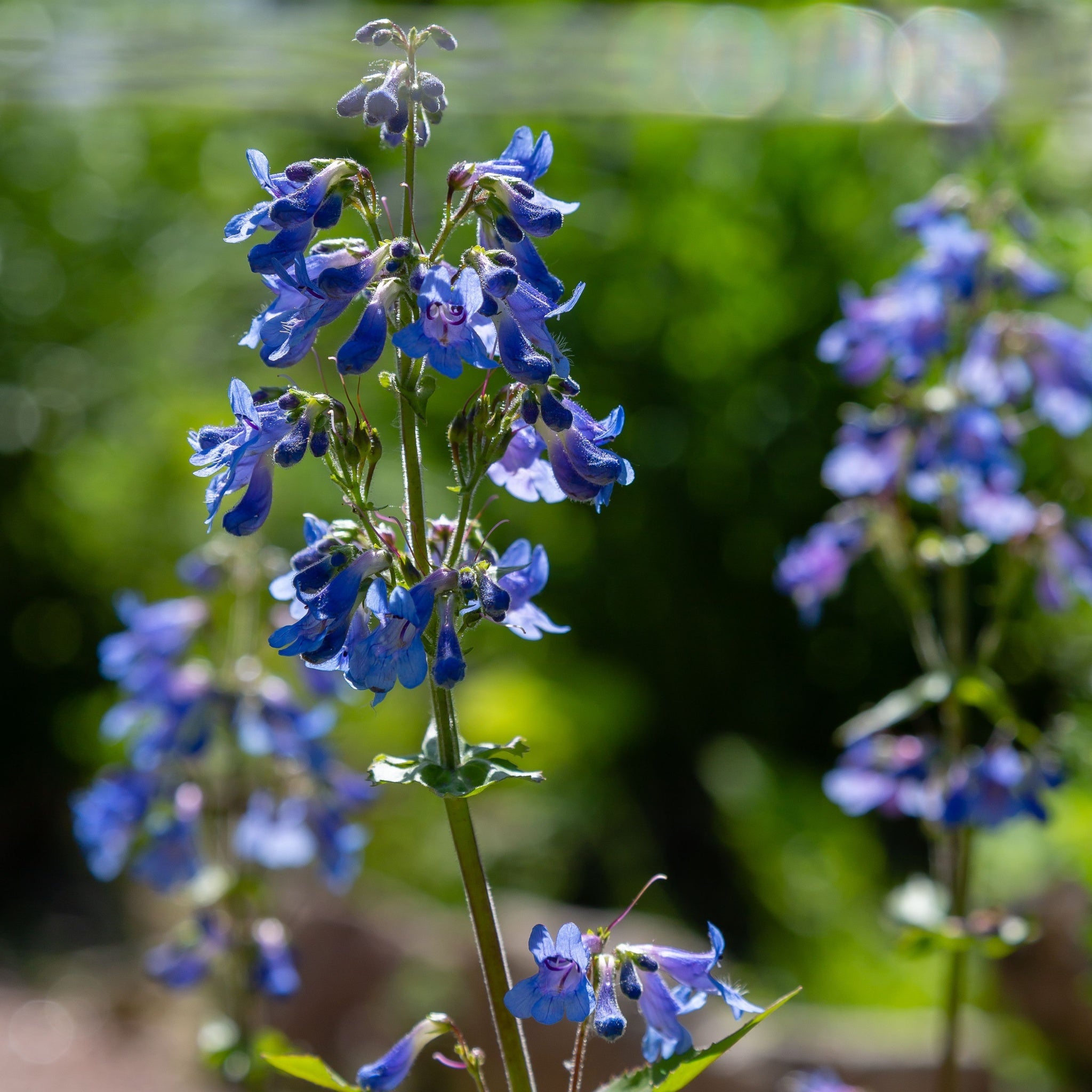 Penstemon 'Heavenly Blue' 9cm
