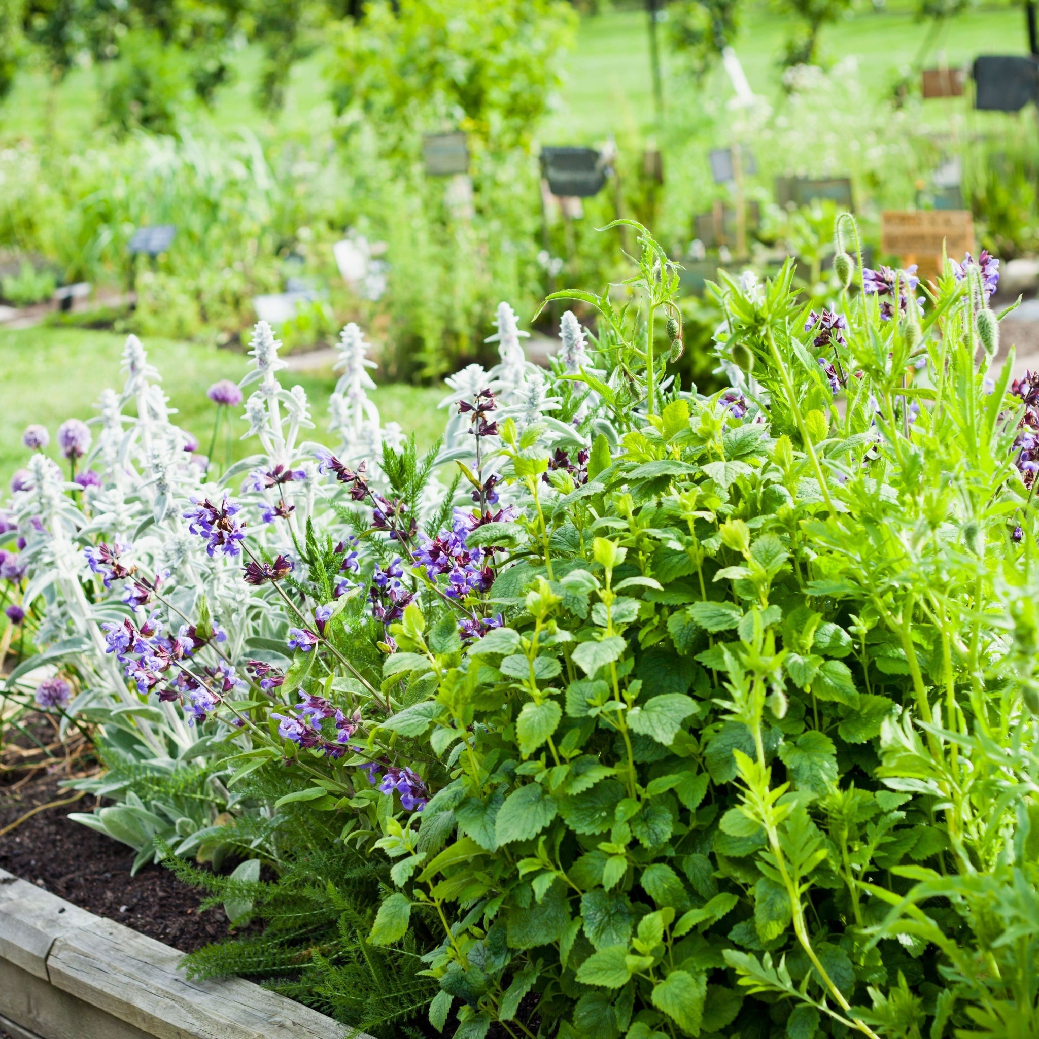 Our selection of Herbs 1.5L