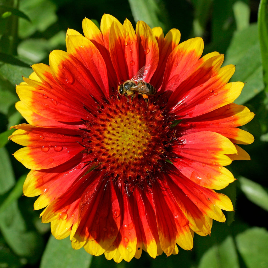 Gaillardia 'Kobold Goblin' 9cm