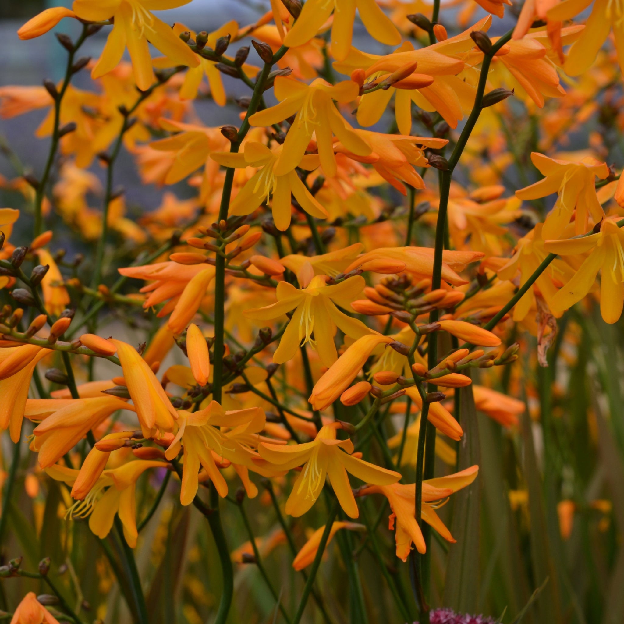 Crocosmia × crocosmiiflora 'George Davidson' 9cm