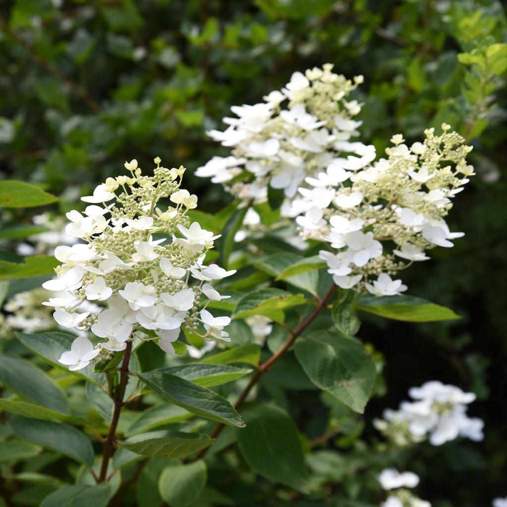 Hydrangea paniculata 'Unique' 1L (30-40cm inc pot)
