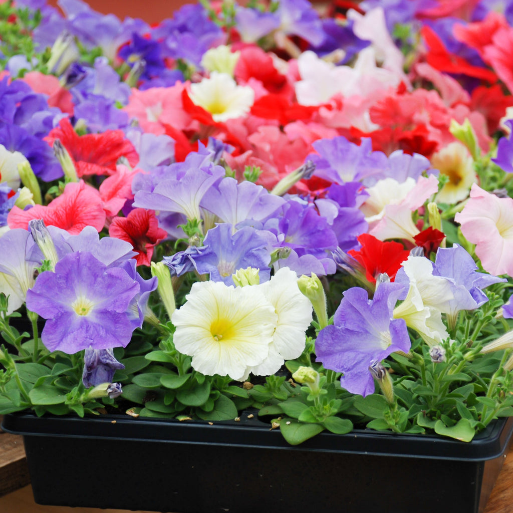 Petunia Tray (Tray of 12 Plants)