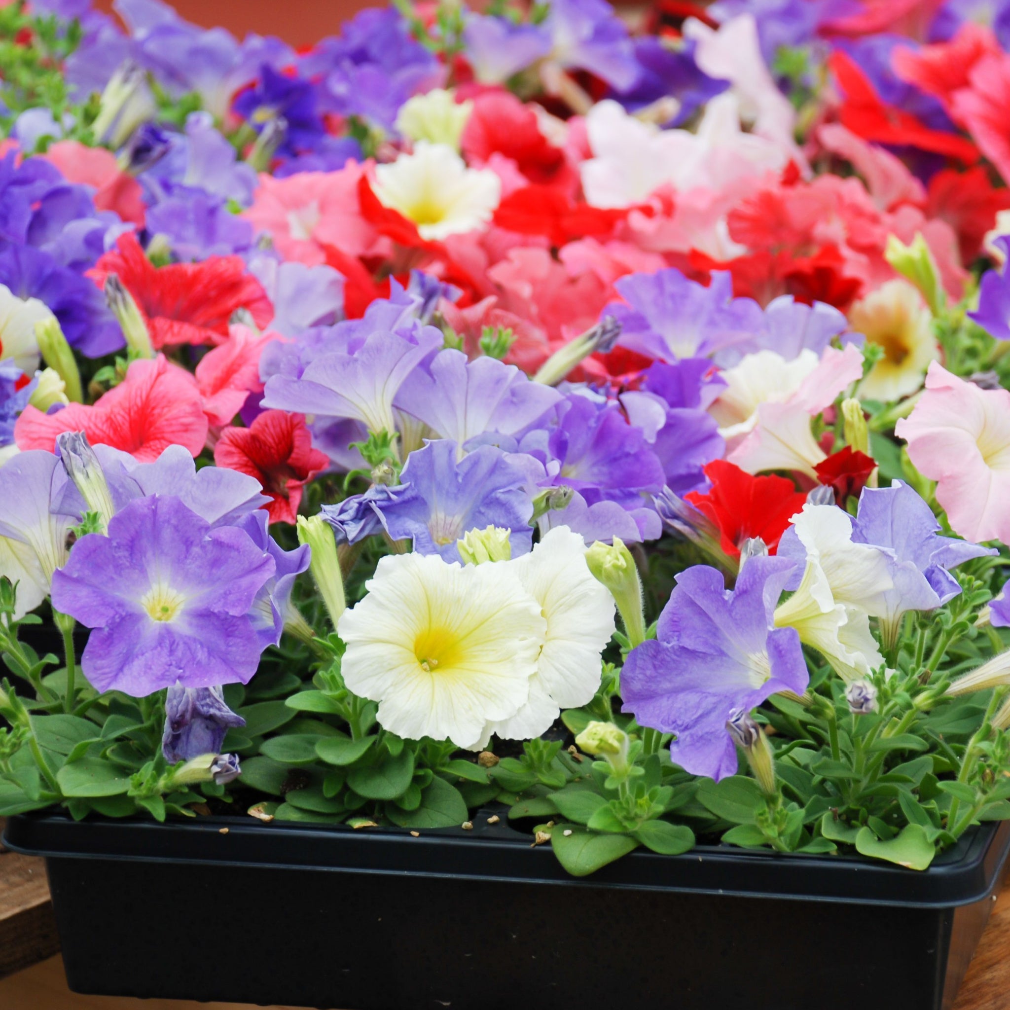 Petunia Tray (Tray of 12 Plants)
