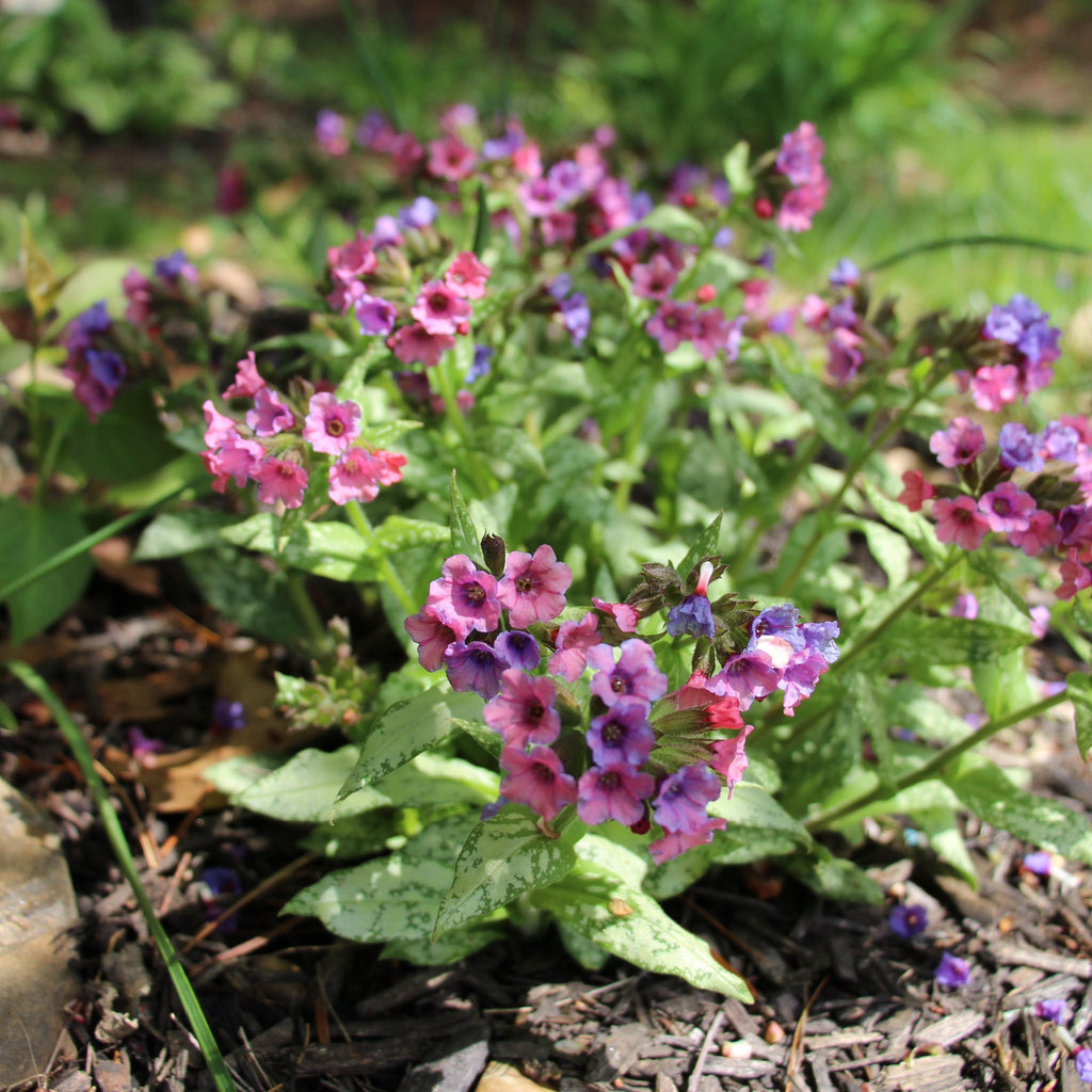 Pulmonaria 'Silver Bouquet' 9cm