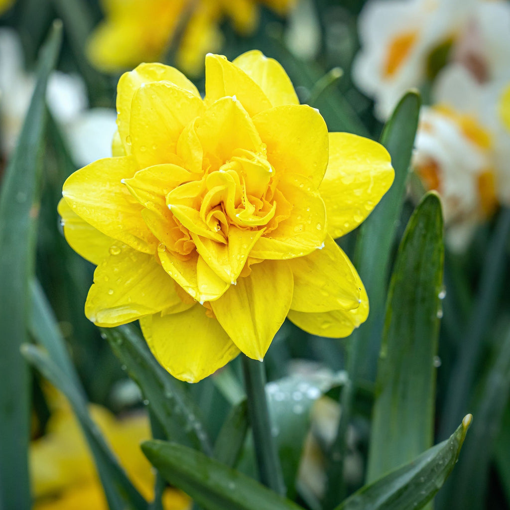 Daffodil 'Golden Ducat' (15 Bulbs)