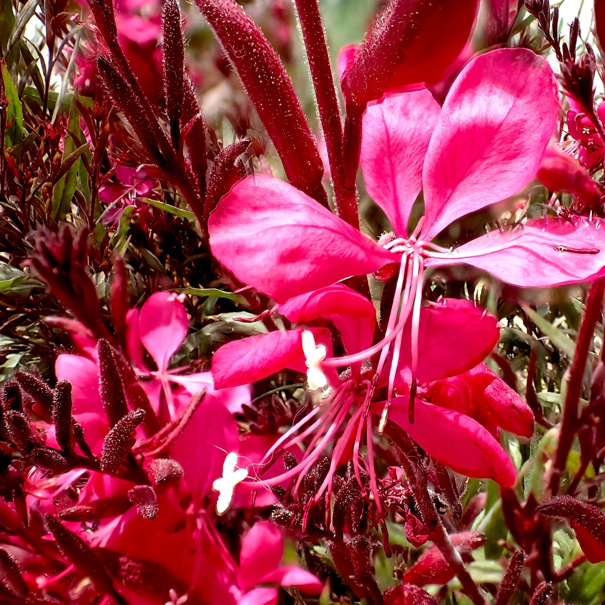 Gaura lindheimeri Gaudi Red 9cm/1.5L