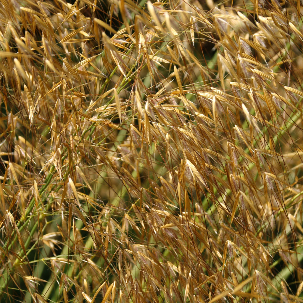 Stipa gigantea (Golden Oats) 9cm