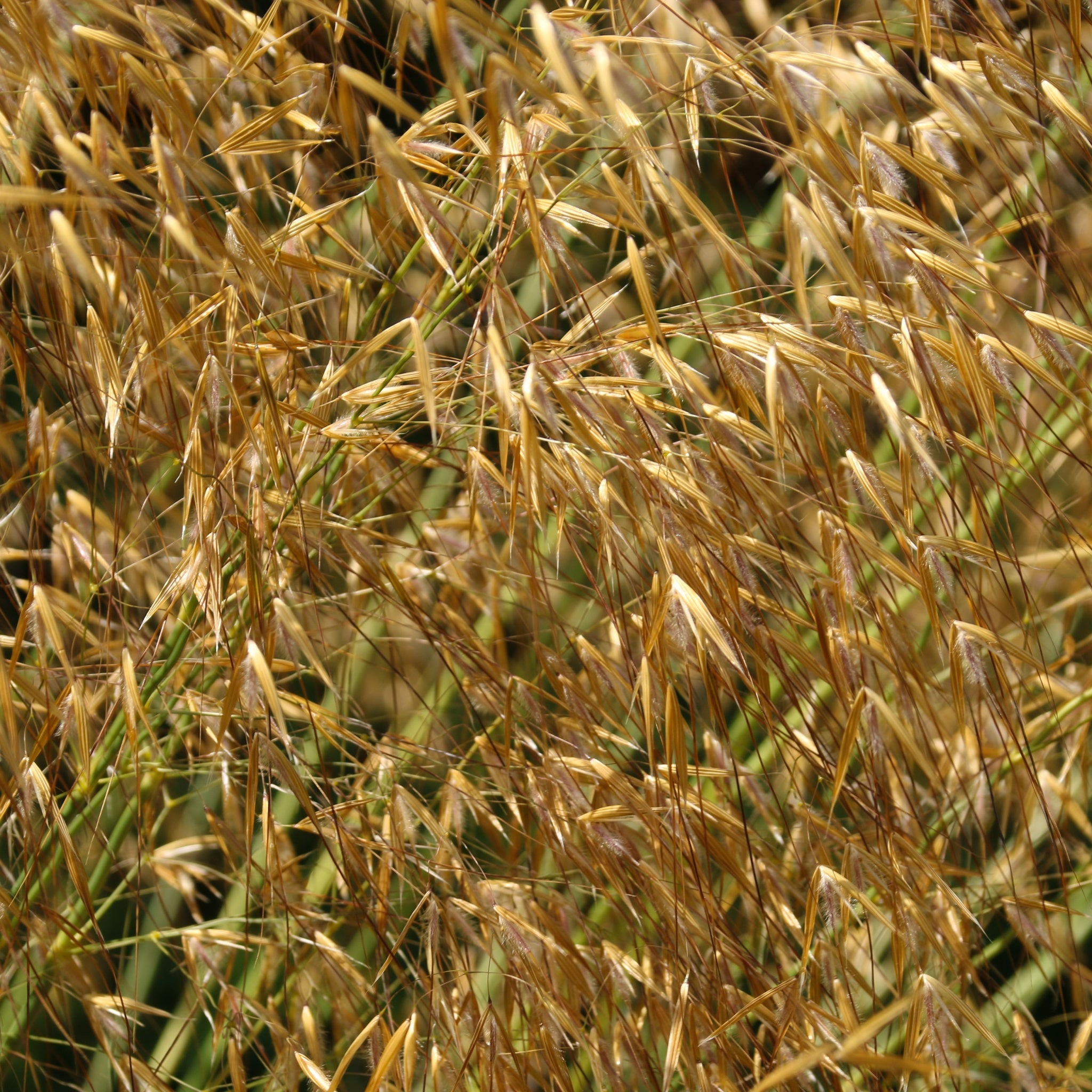 Stipa gigantea (Golden Oats) 9cm