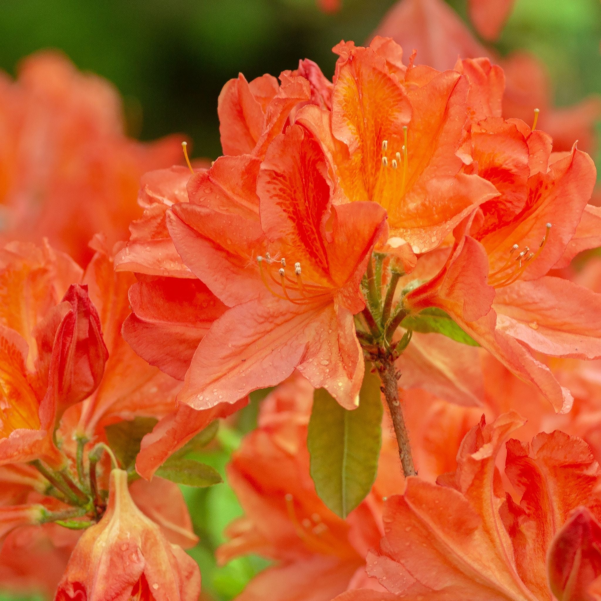 Rhododendron 'Tortoischell Orange' 5L