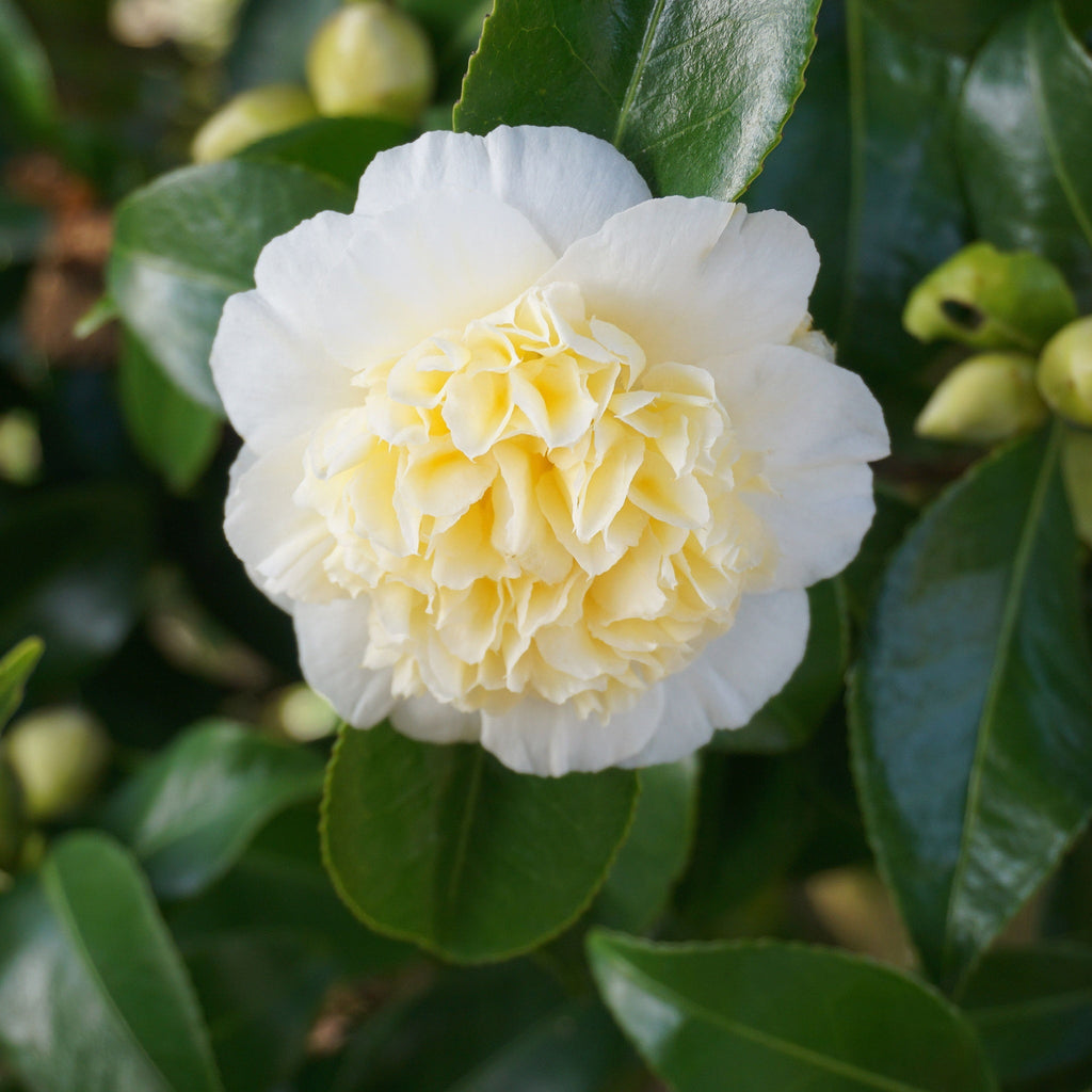 Camellia japonica 'Nobilissima' 9cm, 20-30cm height