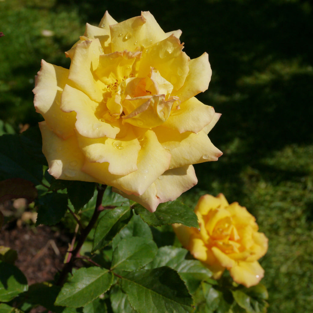 Especially for you | Hybrid Tea | 4L Potted Rose (PRE ORDER DECEMBER '25)