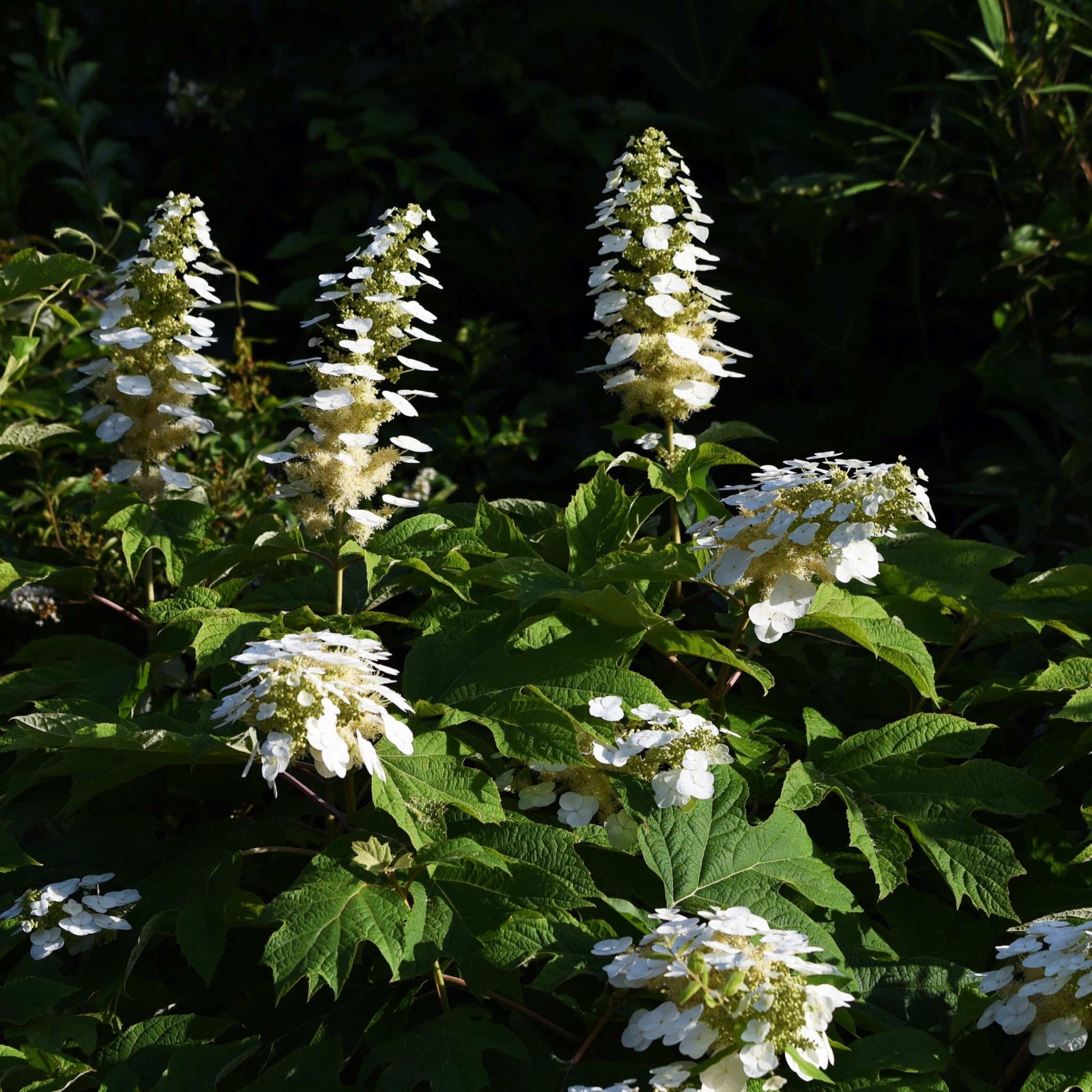 Hydrangea quercifolia 'Snow Flake' (Oak Leaf Hydrangea) - 2.5L