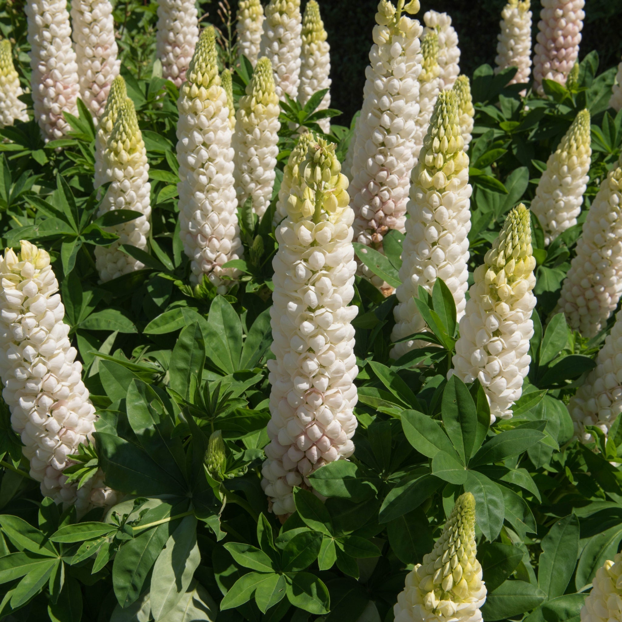 Lupin White Shades 3L