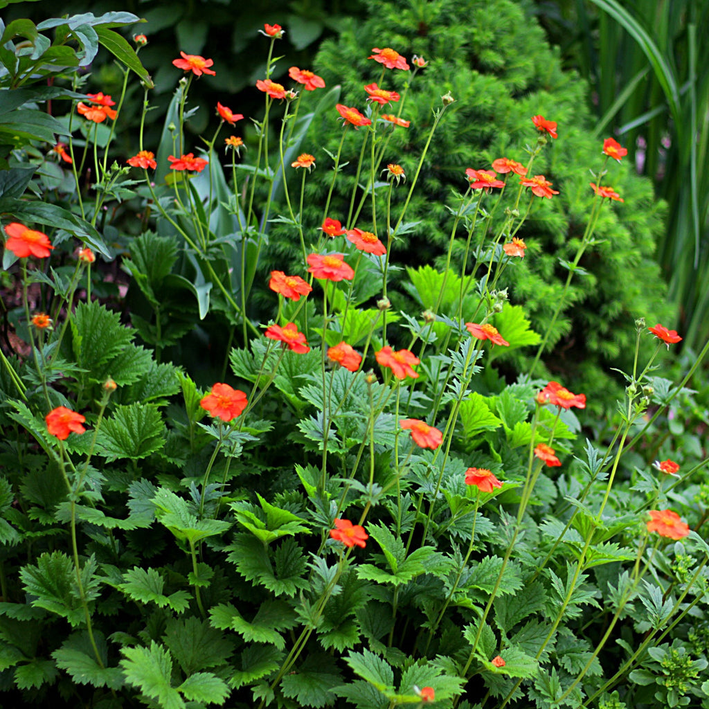 Geum Borisii 9cm