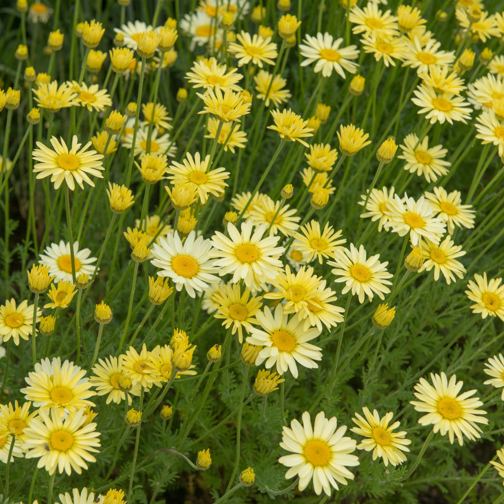 Anthemis powis Castle 9cm