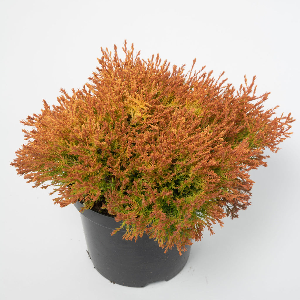 Thuja occidentalis 'Fire Chief' 9cm