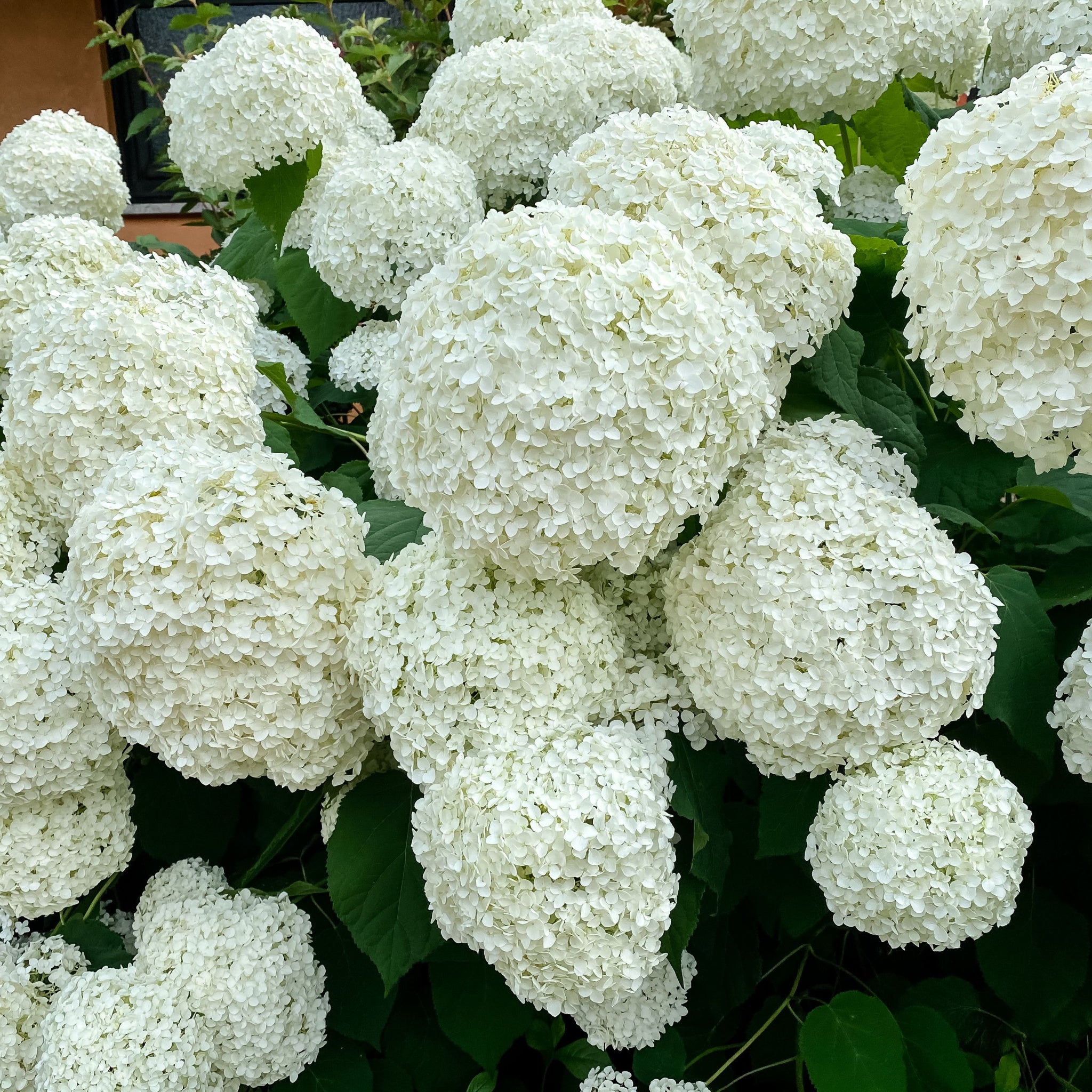 Hydrangea arborescens 'Annabelle' 9cm / 2L