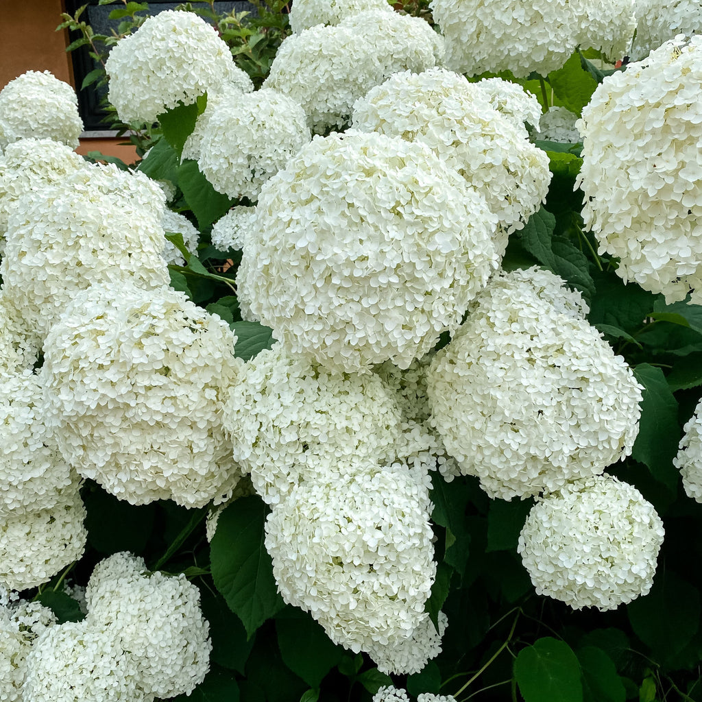 Hydrangea arborescens 'Incrediball' / 'Strong Annabelle' 3L / 5L / 7.5L / 10L / 20L