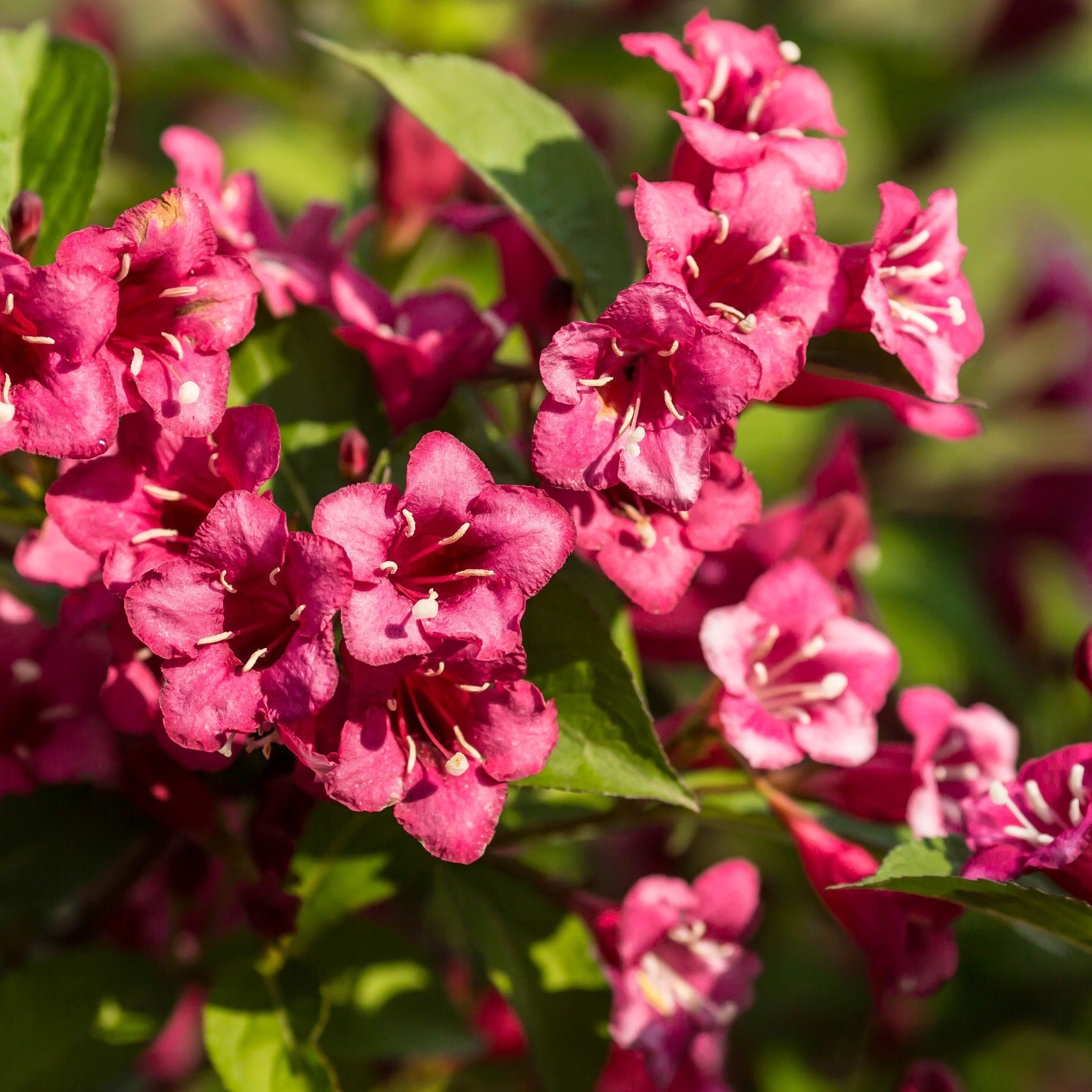 Weigela Florida 'Bristol Ruby' (2 Sizes Available)