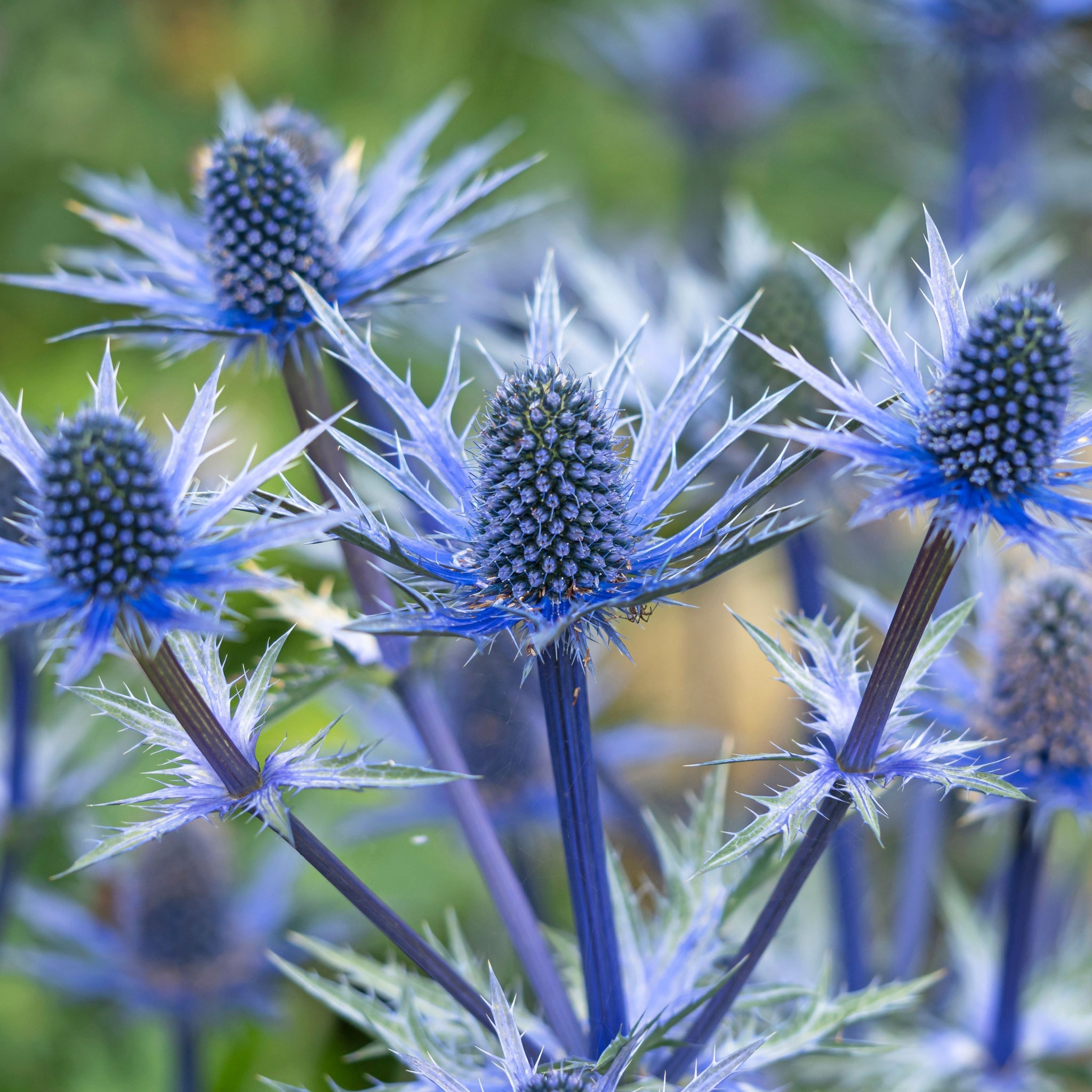 Eryngium x zabelii Jos Eijking (9cm Pot)