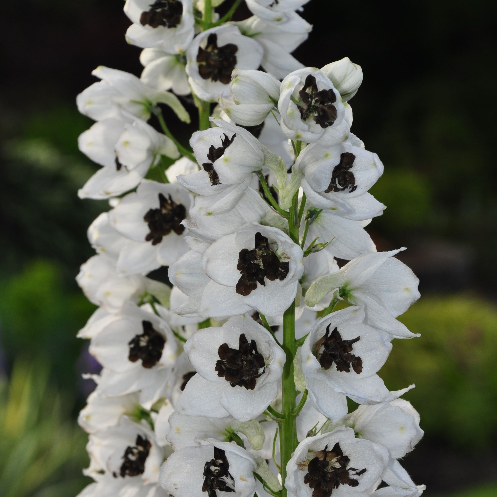 Delphinium 'Magic Fountain White Dark Bee' 9cm/1.5L