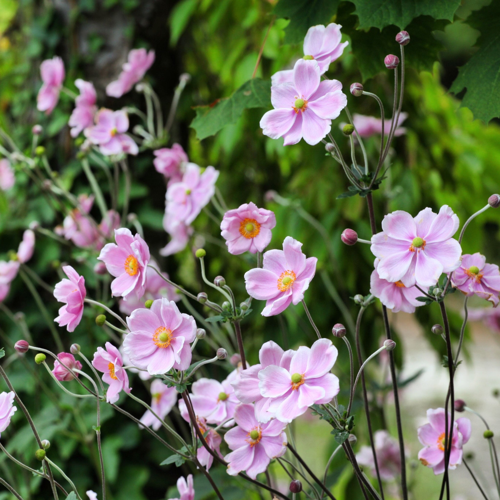 Anemone hupehensis 'Rose Shades' 9cm - Japenese Anemone