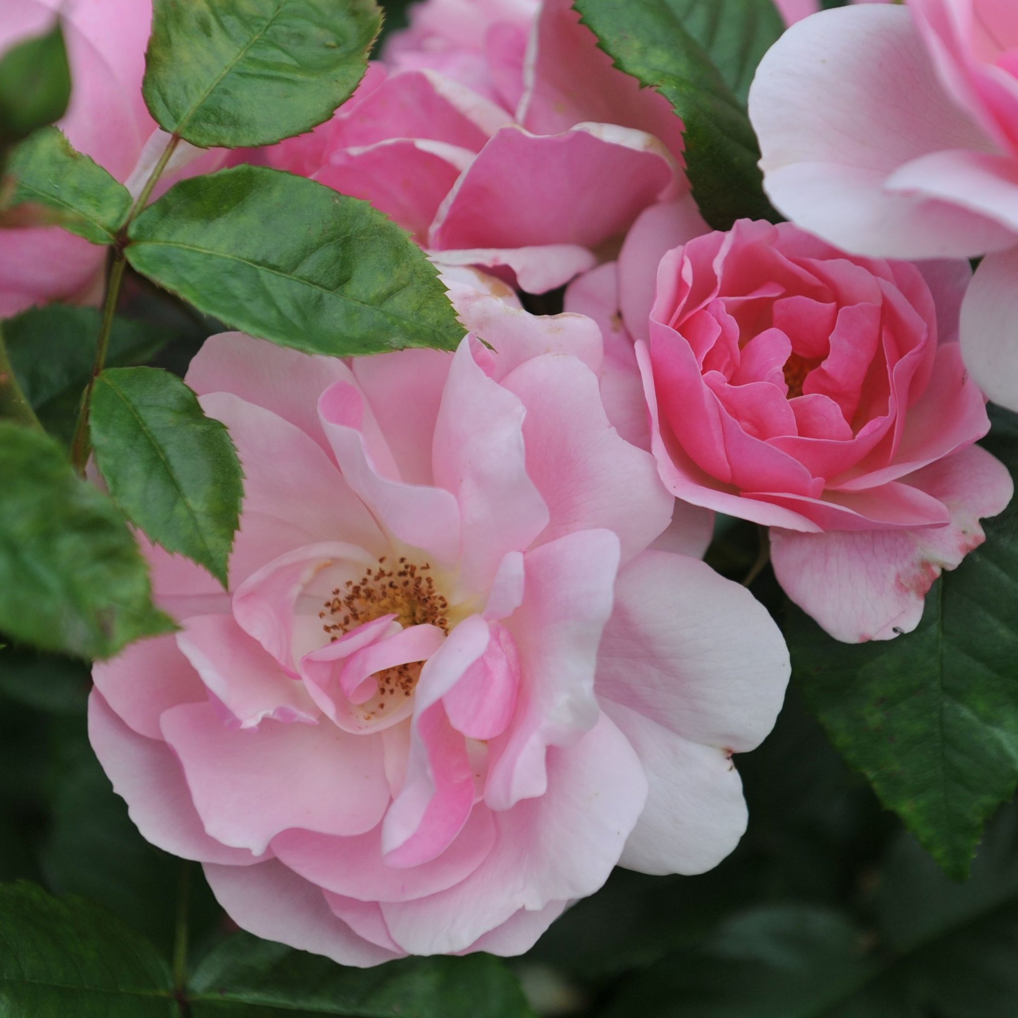 Rose Fragrant Delight | Floribunda Rose | 4L Potted Rose (PRE ORDER DECEMBER '25)