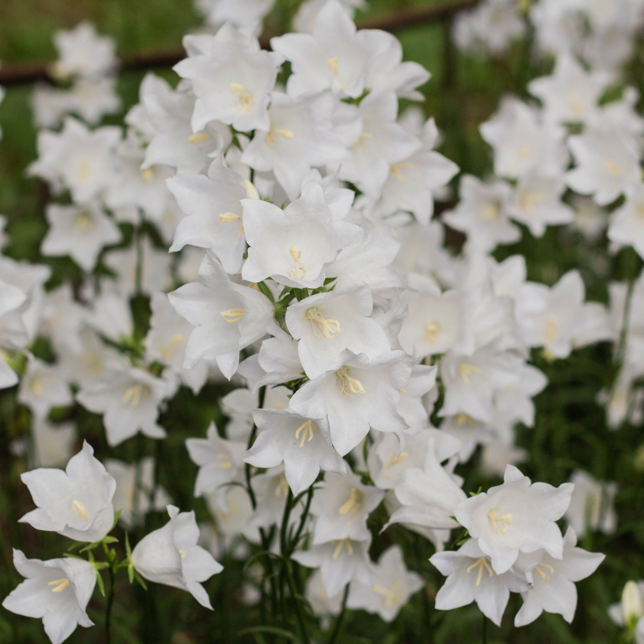 4 x Mixed Perennials – Pink, White & Purple | 9cm Pots