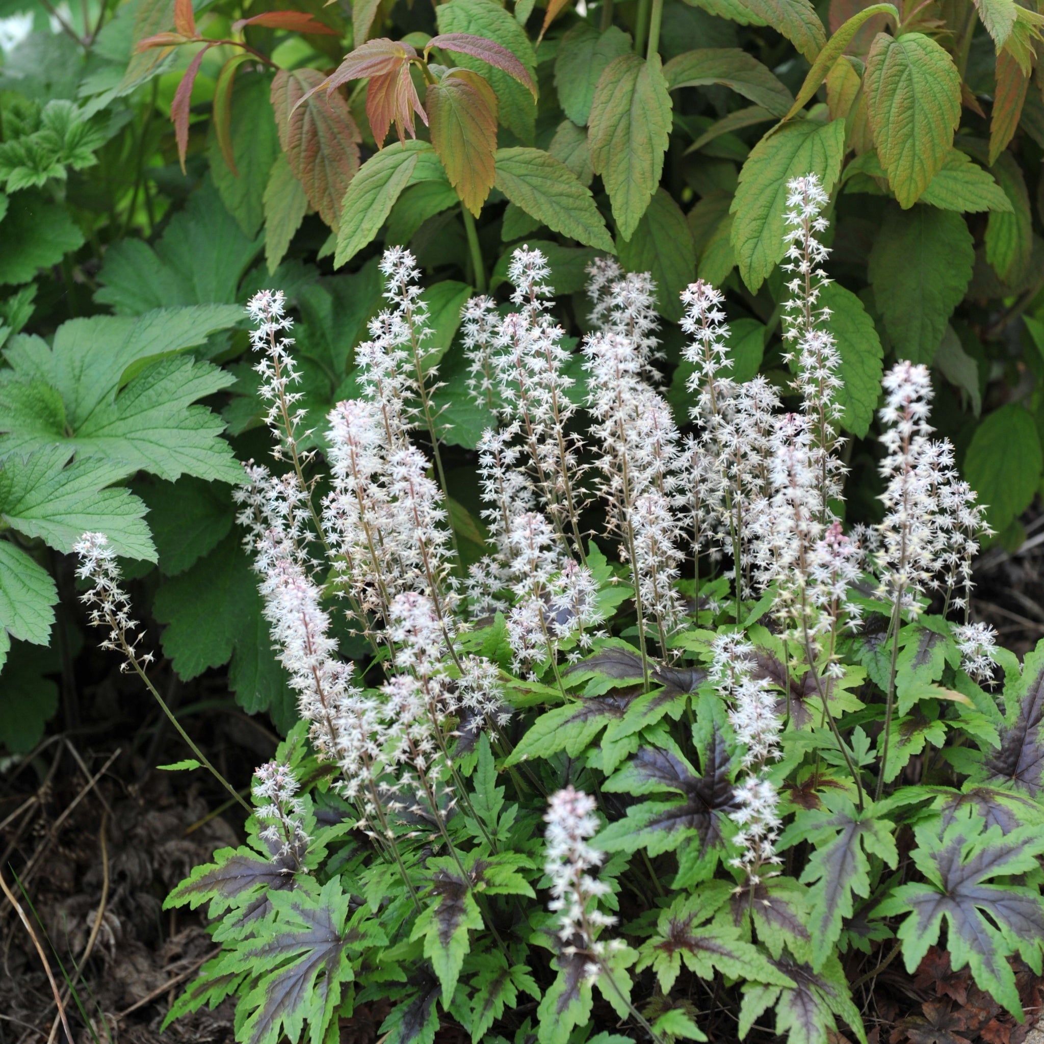 Tiarella 'Sugar and Spice' 2L