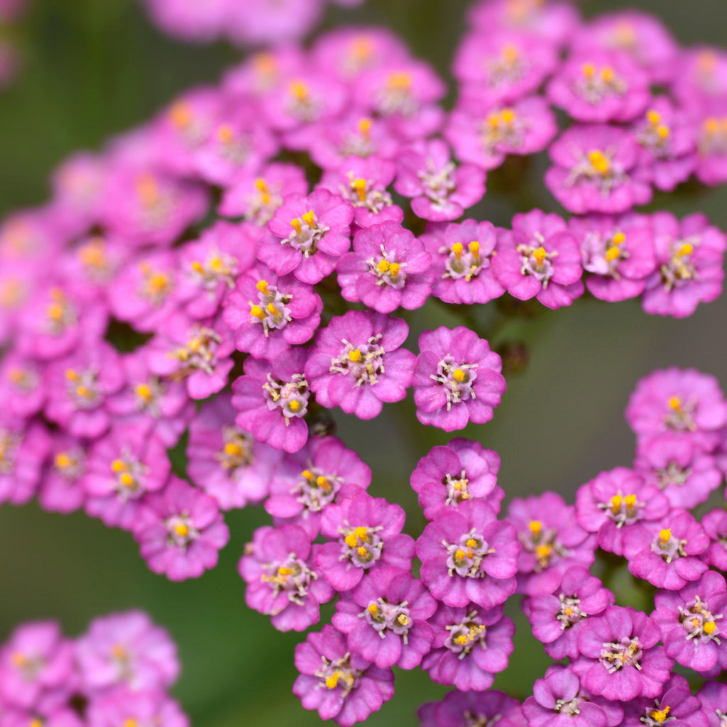 Achillea - Summer Pastels 9cm