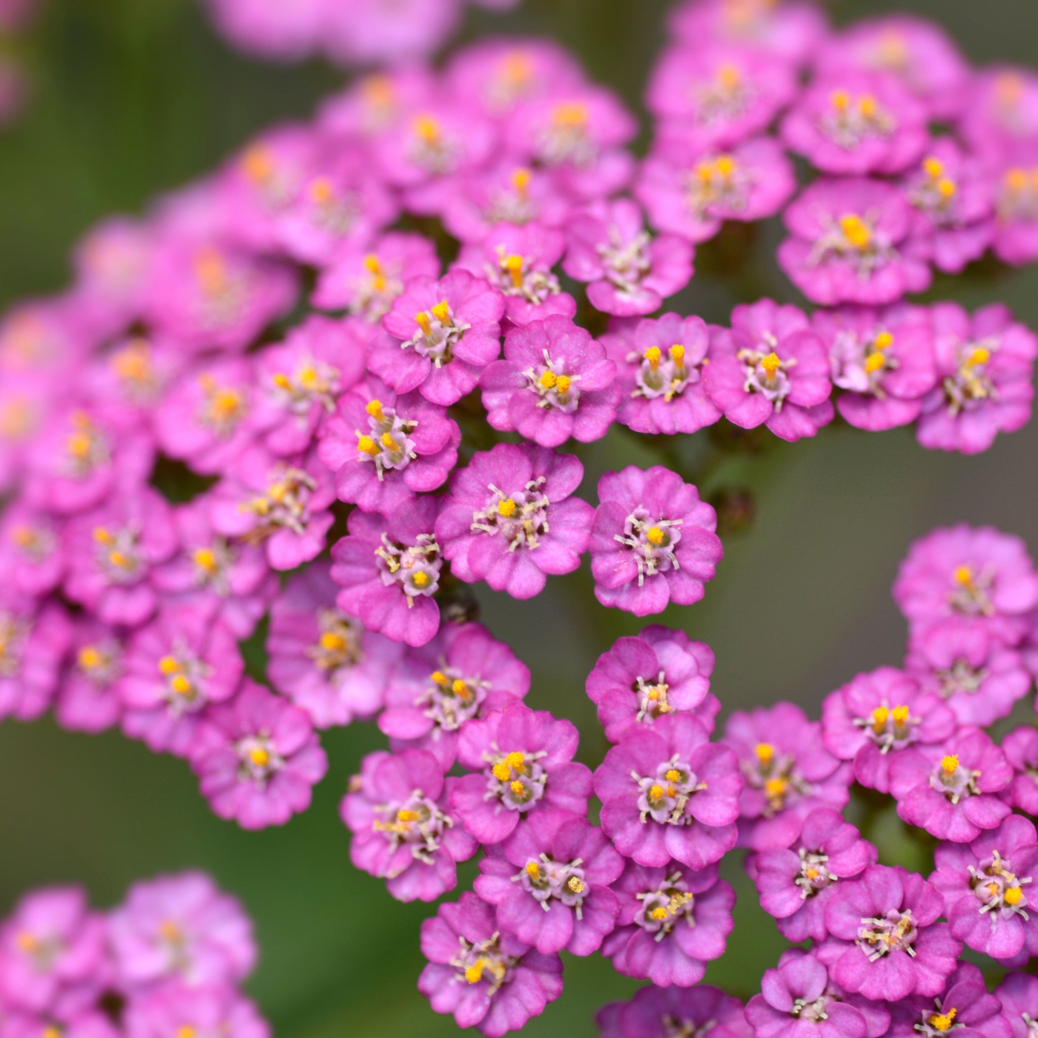 Achillea - Summer Pastels 9cm