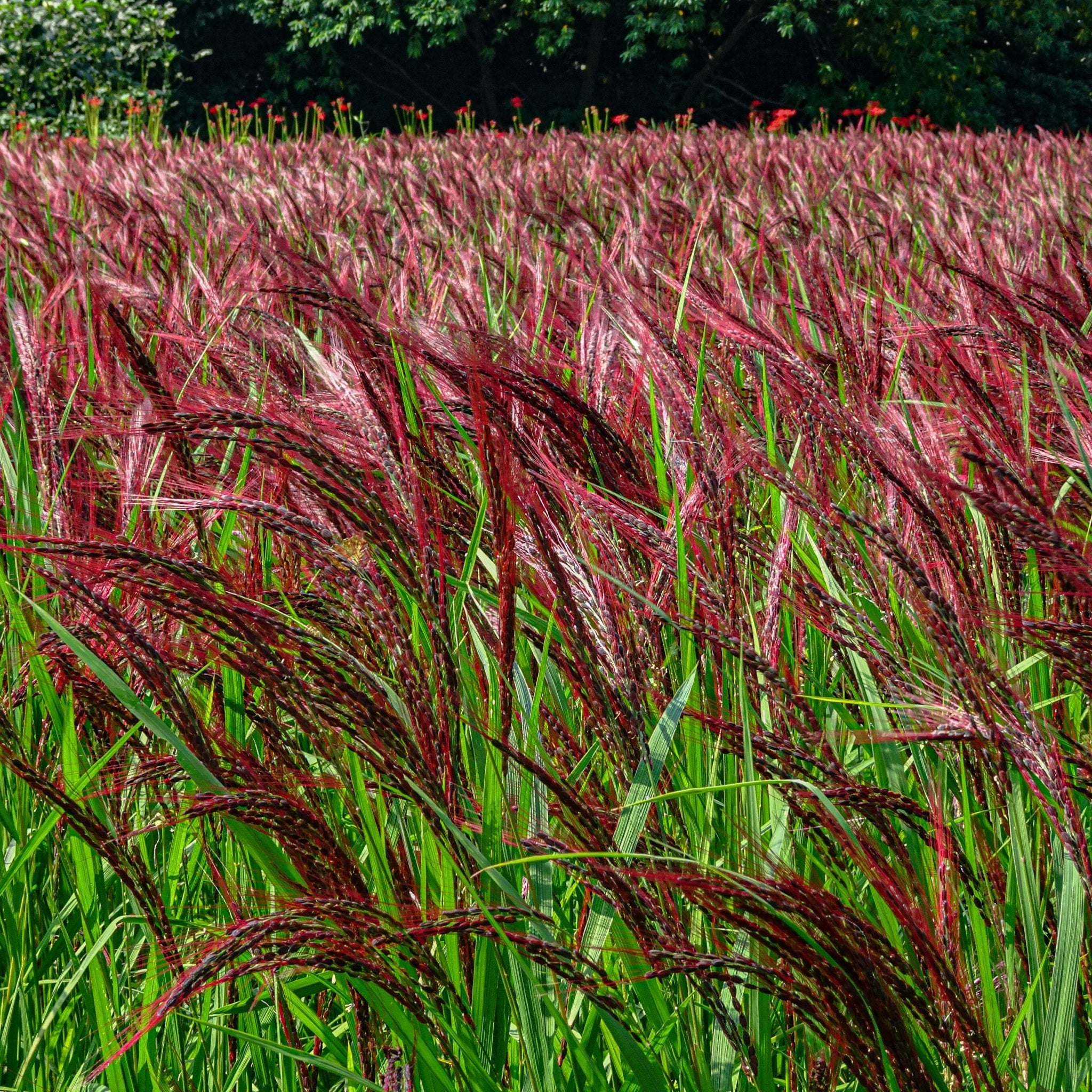 Miscanthus sinensis Boucle 9cm