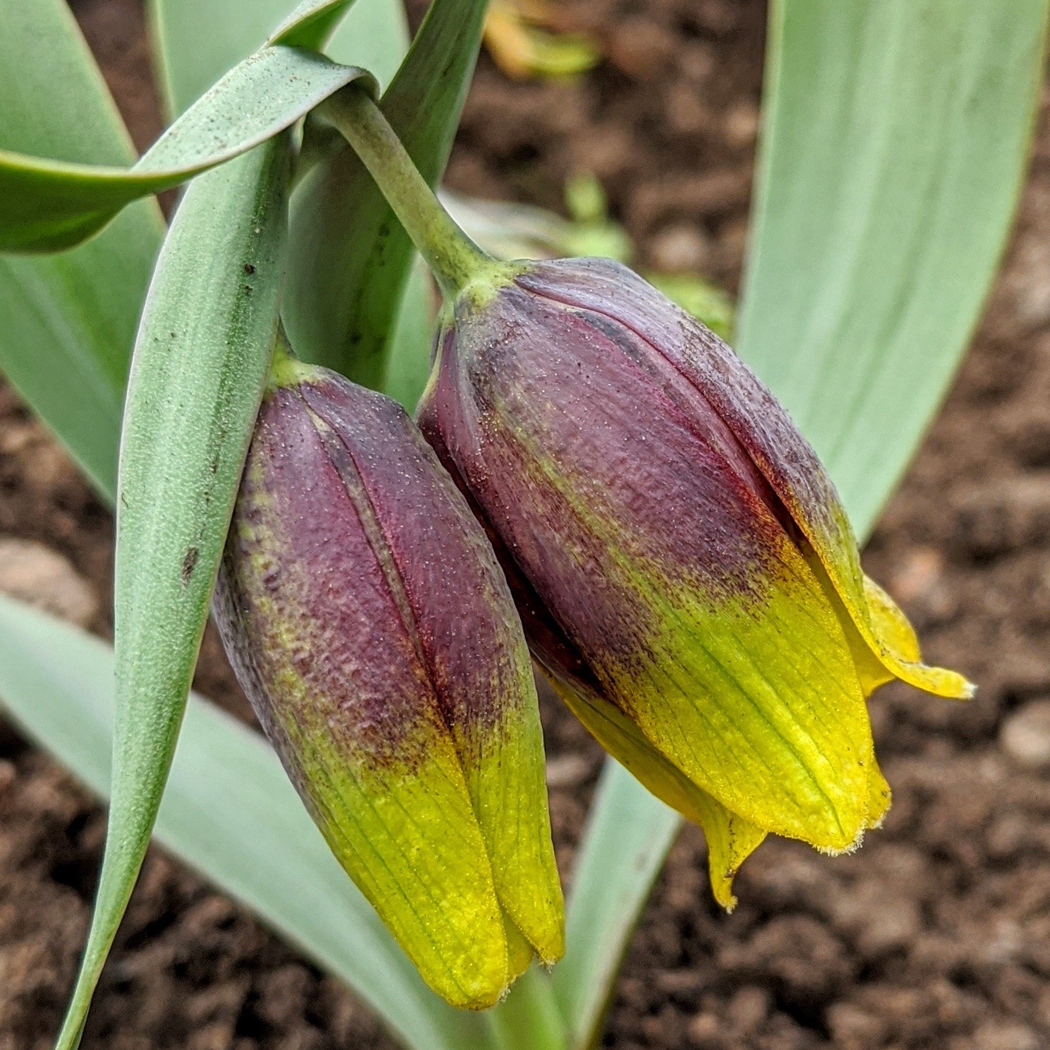Fritillaria Uva Vulpis Bulbs (10 Bulbs)