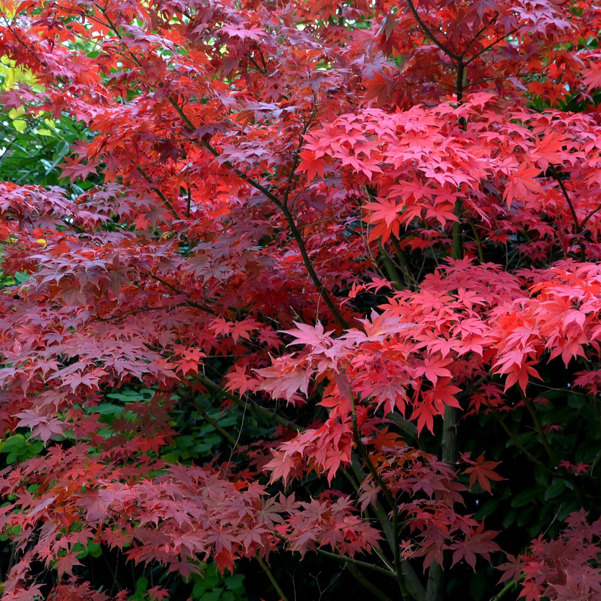 Acer palmatum 'Bloodgood' 3L / 10L