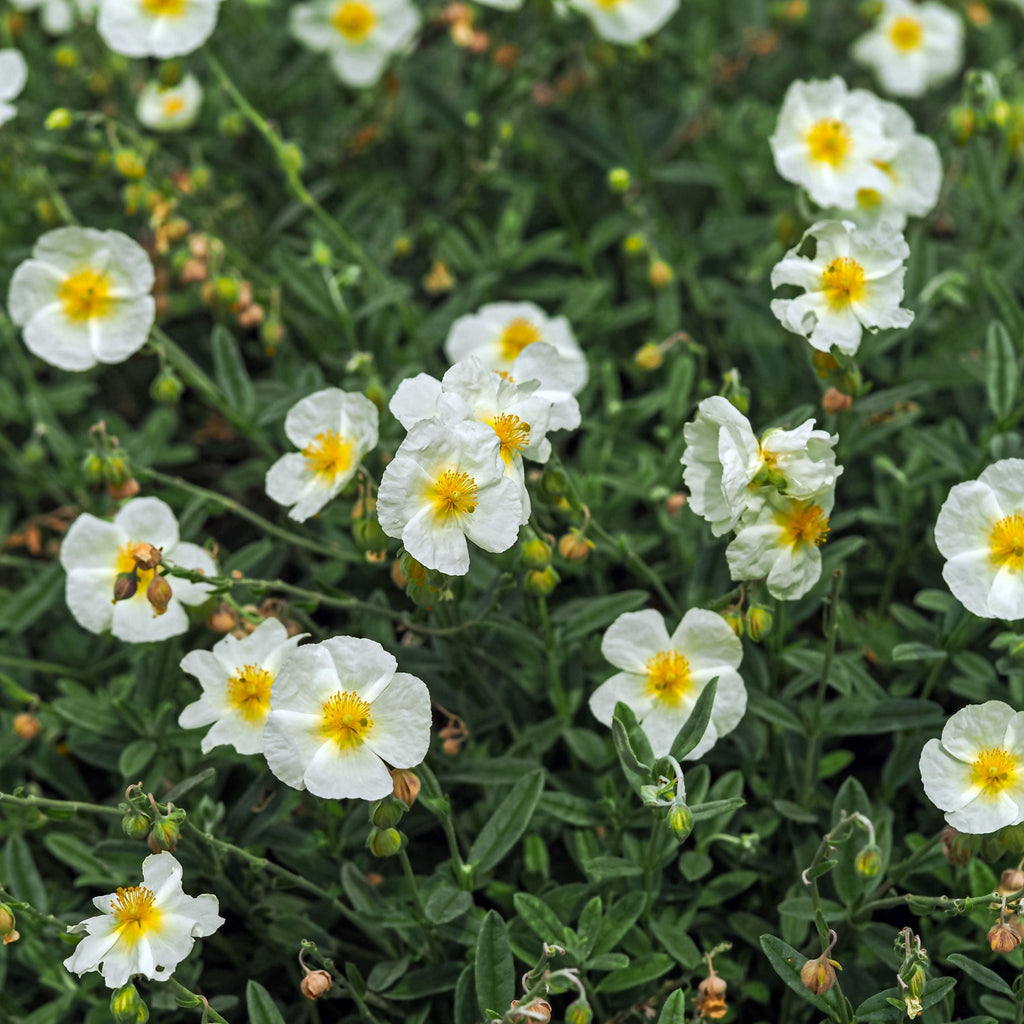 Helianthemum 'The Bride' 9cm