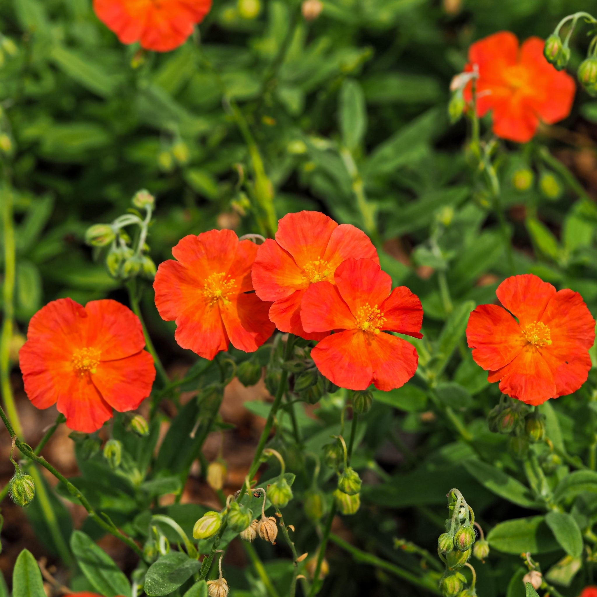 Helianthemum 'Shot Silk' 9cm
