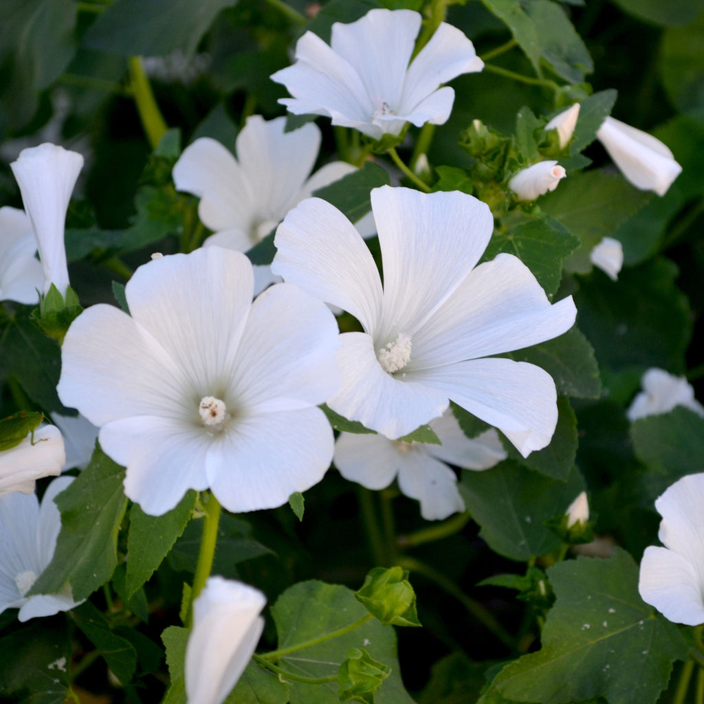 Lavatera 'Marshmallow Ice White' 9cm (PRE ORDER WEEK 30 2025)