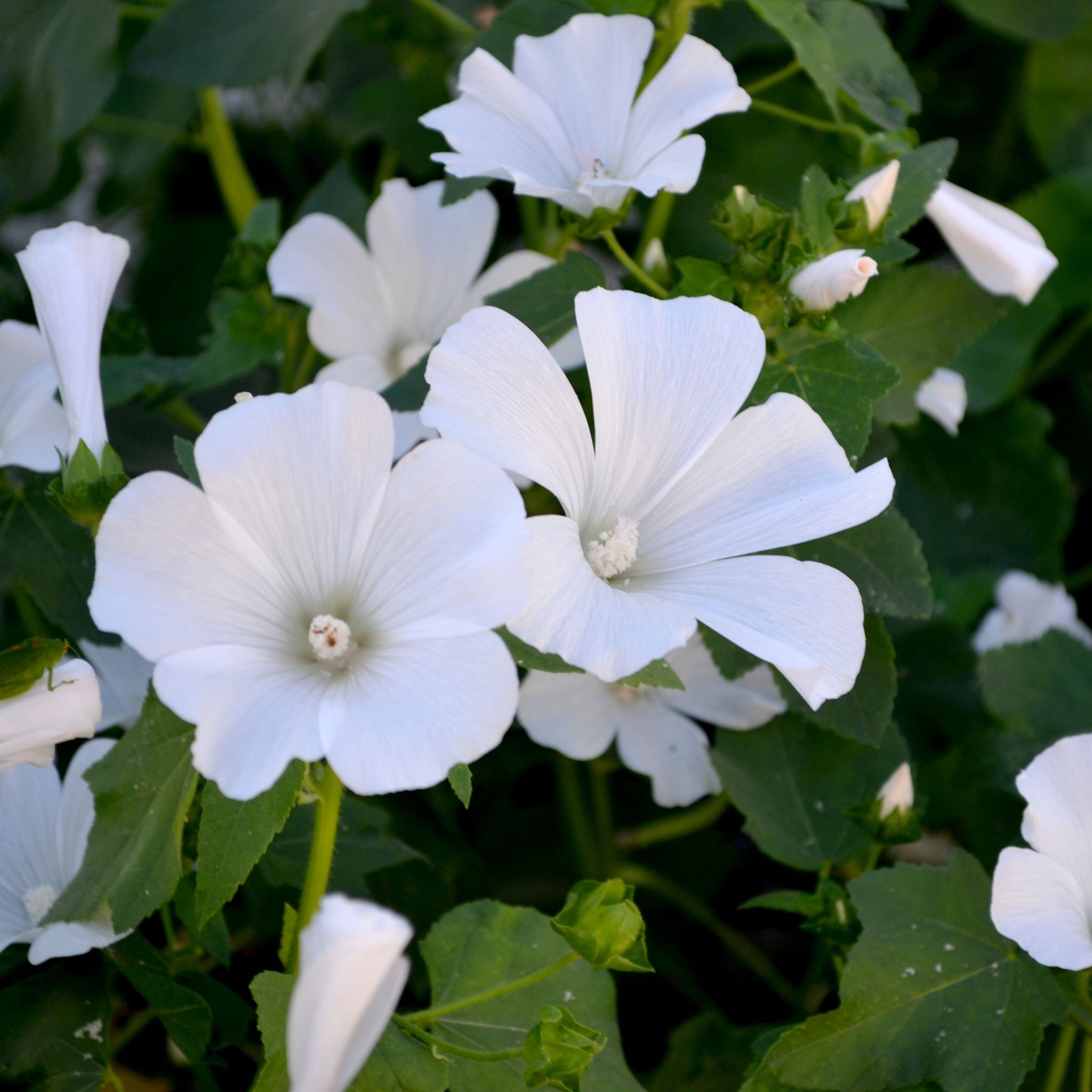 Lavatera 'Marshmallow Ice White' 9cm (PRE ORDER WEEK 30 2025)