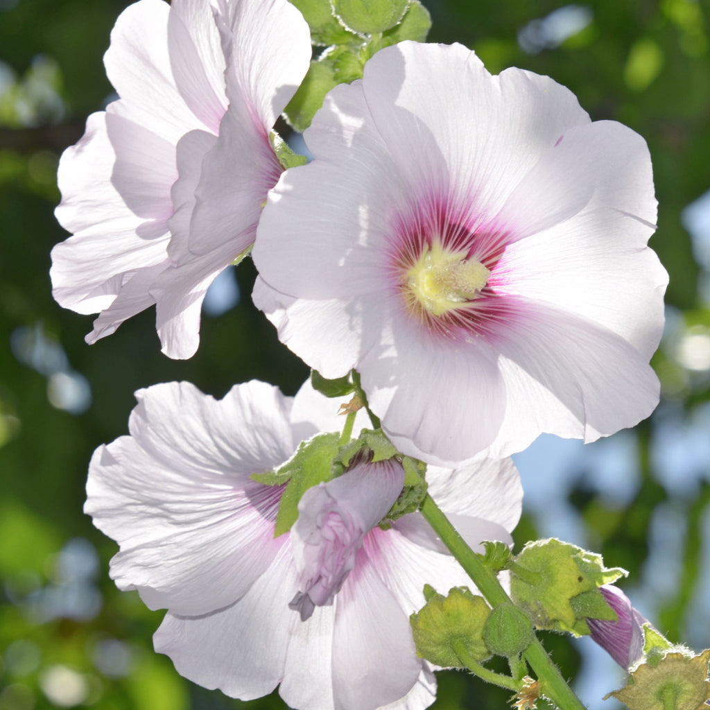 Lavatera hybrid. 'Frederique' 2L