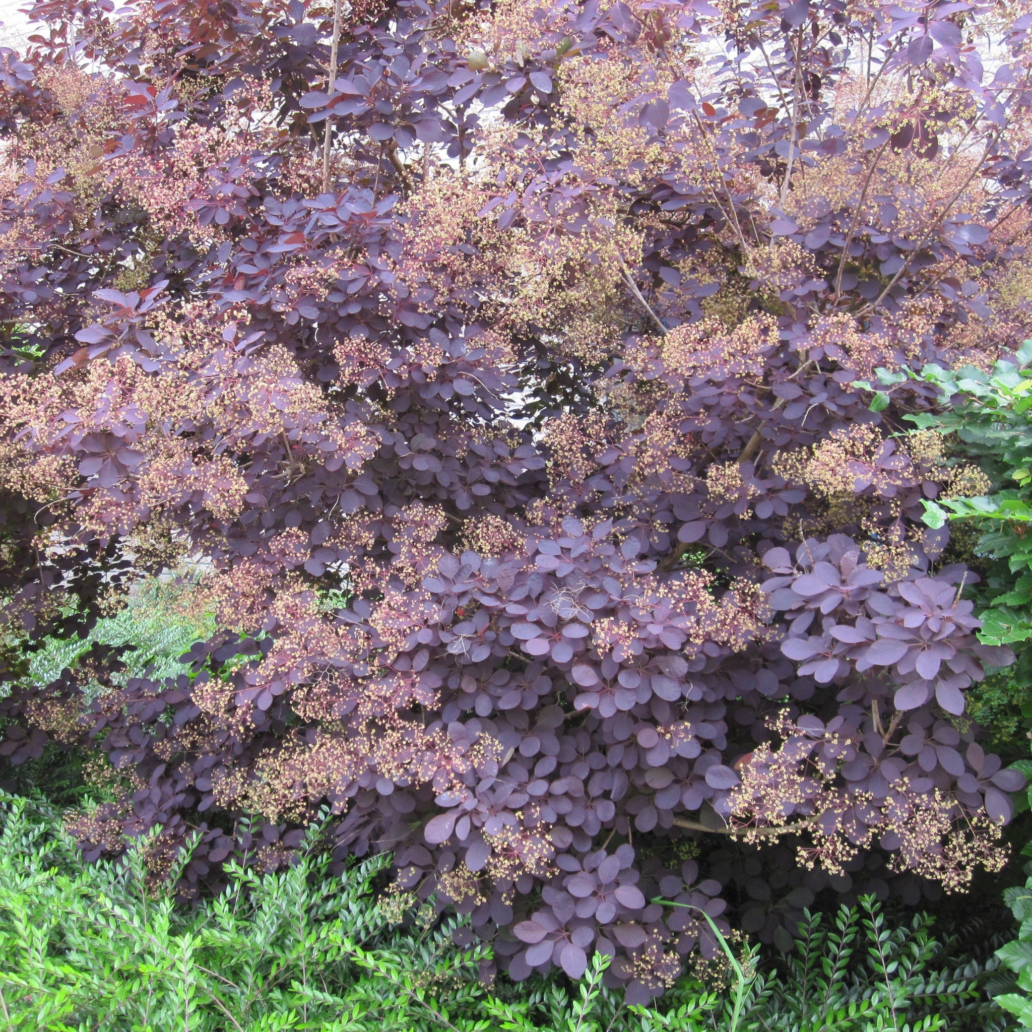 Cotinus cog. 'Royal Purple' 9cm/2L