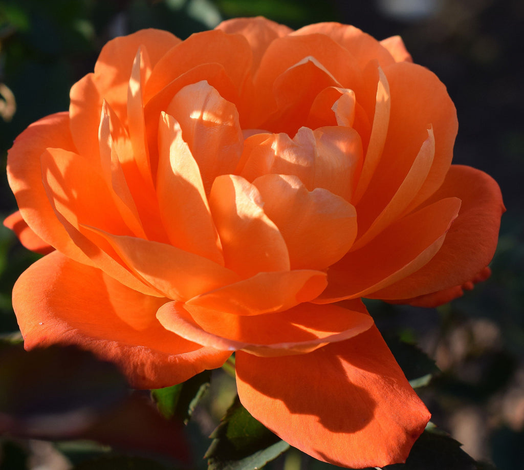 Rose Super Trouper | Floribunda Rose | 4L Potted Rose (PRE ORDER DECEMBER '25)
