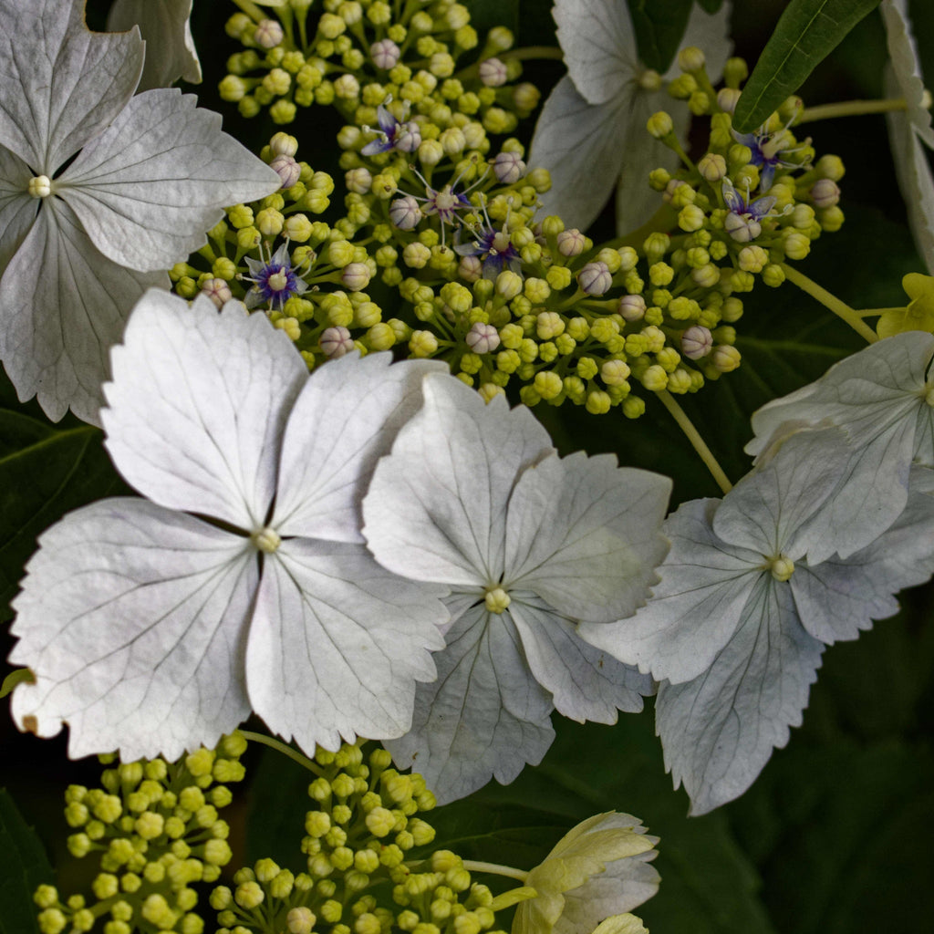 Hydrangea lace-cap 'Cloud Nine' 9cm